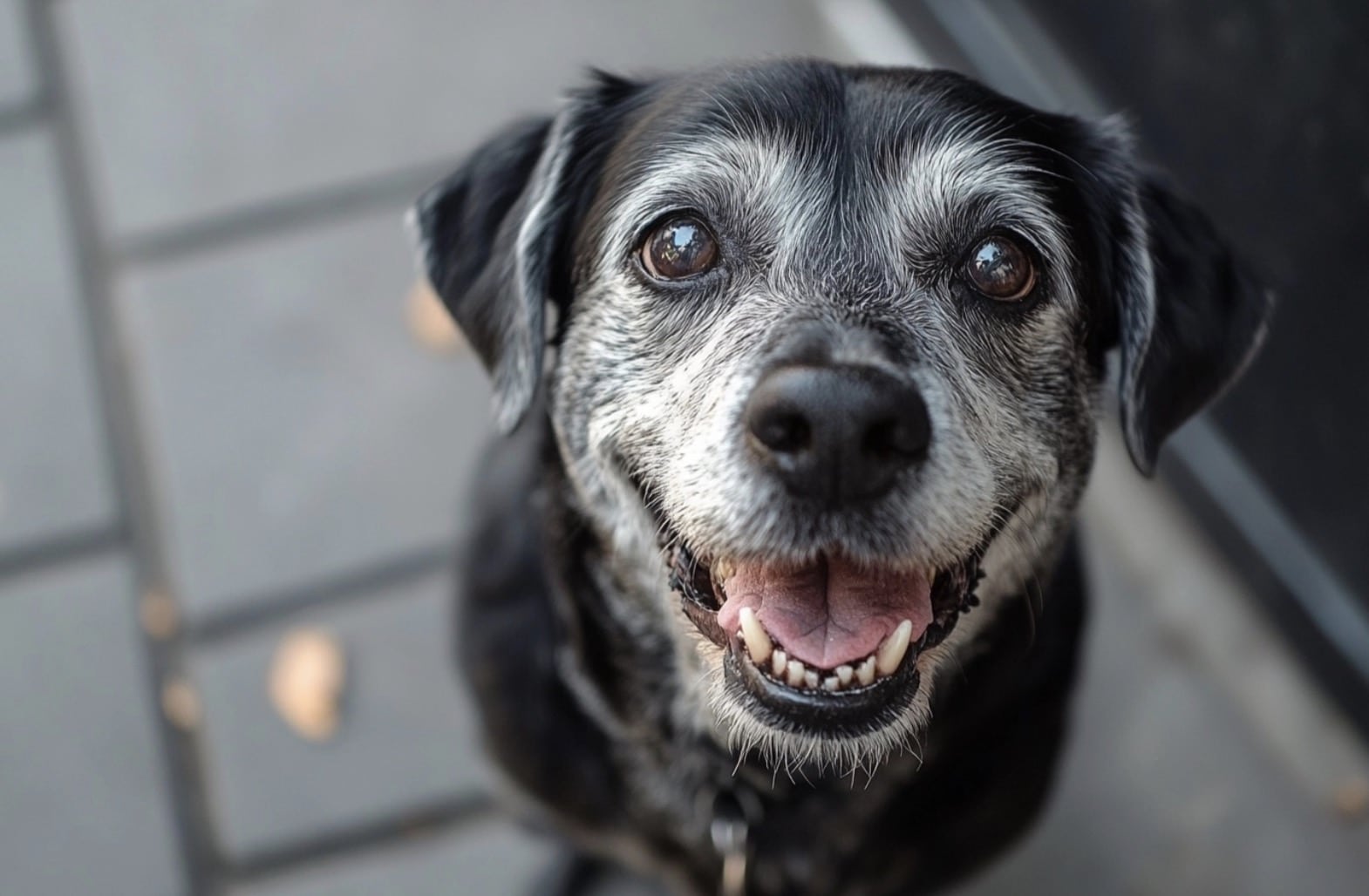 Picture of Best 10 Joint Supplements for Dogs, Ranked by Effectiveness ...